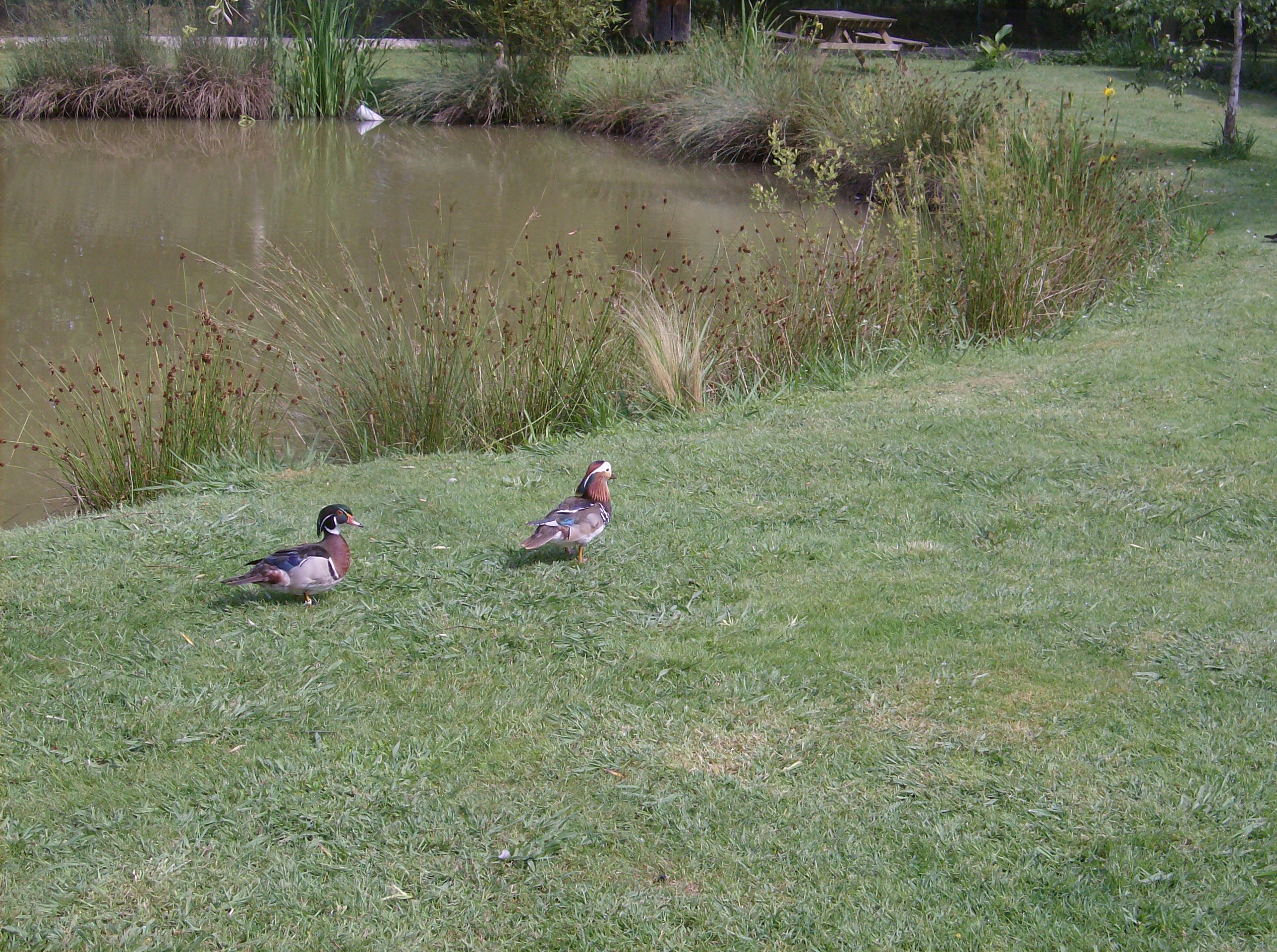 canards