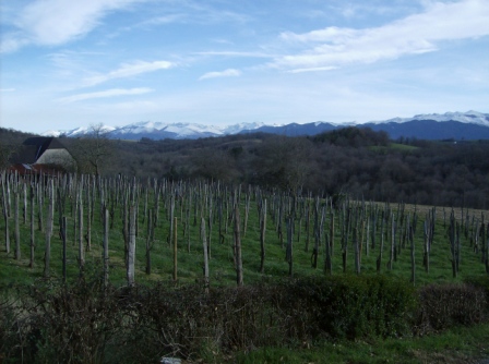 vignoble